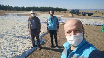 Çavdarhisar’Da Çerezlik Kabak Hasadı Başladı
