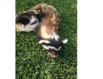 Çavdarhisar’Da Görülen ’’Feret’’ Heyecana Yol Açtı
