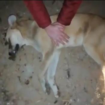 Çay’Daki Hayvan Barınağında Dehşete Düşüren Görüntüler
