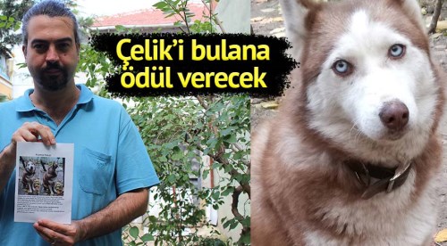 Çelik'i bulana ödül verecek