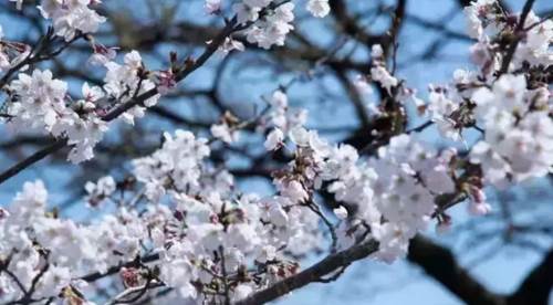 CEMRE DÜŞMESİ GÜNÜ 2026 – TARİHLERİ VE SIRALAMASI İlk cemre düştü mü? Cemre havaya ne zaman düşecek, havalar ne zaman ısınacak?