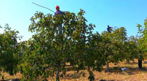 Ceviz ağacından düşen kişi öldü