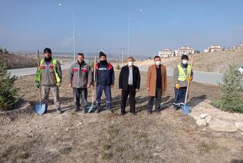 Çevre Yolundaki Ağaçlandırma Çalışmaları Sona Erdi
