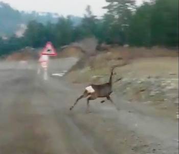 Ceylanların Yolda Yiyecek Arayışı Kameraya Yansıdı
