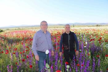Çiçek Açan Haşhaş Tarlaları Eşsiz Bir Manzara Oluşturdu
