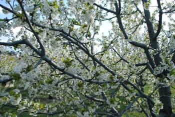 Çiçek Açan Kiraz Ağaçlarının Doyumsuz Güzelliği
