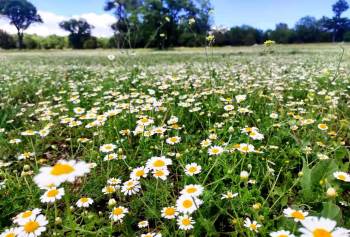 Çiçek Açan Papatyalar Doğayı Süsledi
