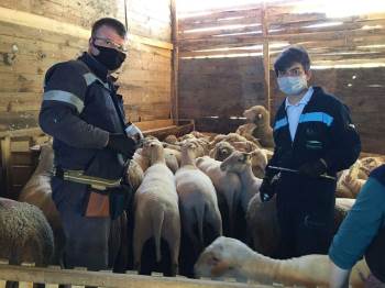 Çiçek Hastalığı Sebebiyle 4 Köy Ve 8 Mahalle Karantinaya Alındı
