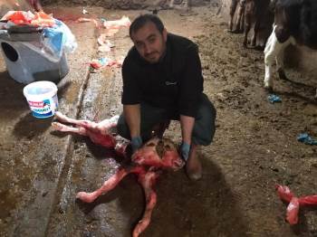 Çift Başlı Doğan Buzağı Görenleri Hayrete Düşürdü
