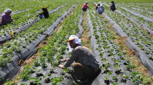 Çiftçi üretim yapamayacak hale geldi!