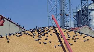 Çiftçide ürün çok para yok