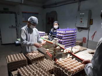 Çiftçilere Bin 700 Kilogram Macar Fiği Tohumu Dağıldı.
