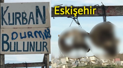Çiftçilerin başı ayılarla dertte