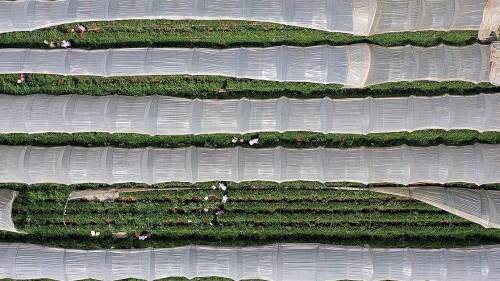 Çiftçinin yüzü gülecek: Tarımsal desteklerde yeni karar açıklandı!