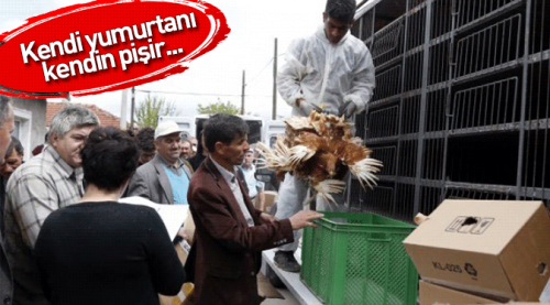 Çiftçiye 5 bin tavuk dağıtıldı
