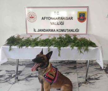 Çiftlik Evine Kenevir Baskını
