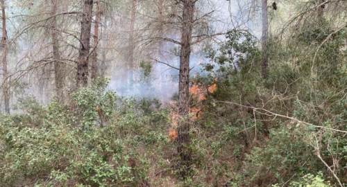 Çıkan orman yangınında 1 dekar alan zarar gördü