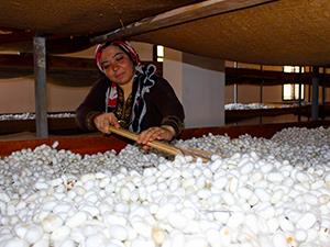  İpek böcekçiliği daha çok üretici bekliyor 
