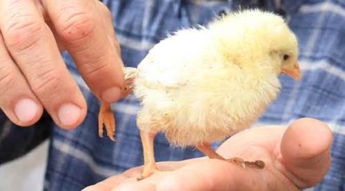 Civcivi gören şaşırıyor: 10 katı fiyat teklifi geldi!