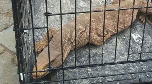 Cizre'de bulundu, koruma altına alındı