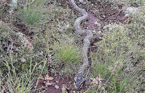Çobanın yaylada çektiği görüntü sosyal medyayı salladı