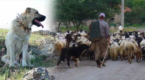 Çobanların köpek kavgası kanlı bitti: 1 ölü