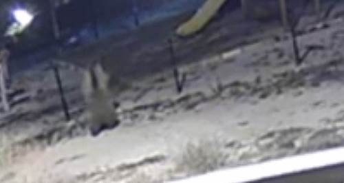 Çocuk parkına giren ayı ortalığı birbirine kattı 