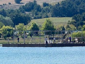 Çocuklar Pelitözü Göletinde Tehlikeyle Karşı Karşıya
