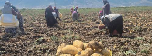 Çölovası’nda patates hasadı sürüyor