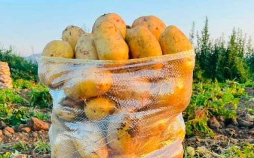 Çölovası patatesinde hasat heyecanı başladı