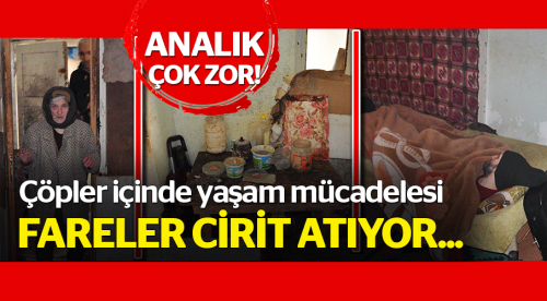 Çöpler içinde verilen yaşam mücadelesi!