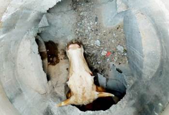 Çukura Düşen İnek Kurtarıldı
