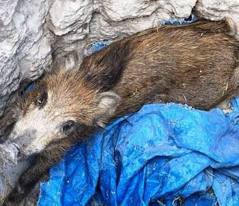 Define Avcılarının Açtığı Çukura Düşen Domuz Yavrusu Kurtardı
