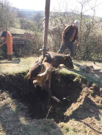 Define Çukuruna Düşen İnek Kurtarıldı
