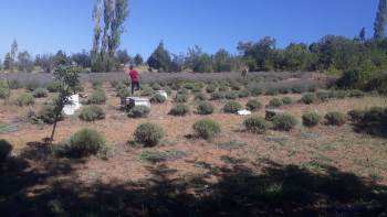 Deneme Amaçlı Dikilen Lavanta Yüz Güldürdü
