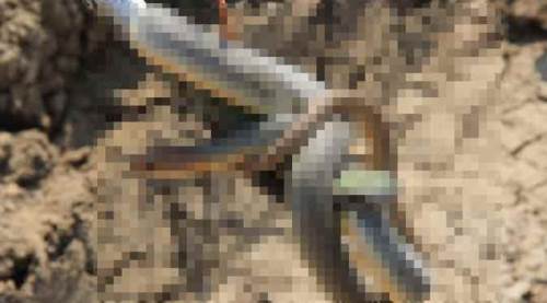 Deprem oluyor zannetti, gördüğü manzara dehşete düşürdü!