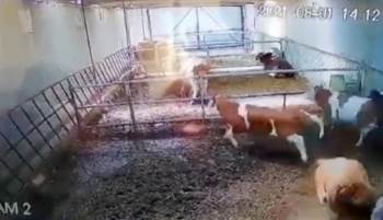 Deprem Sadece İnsanları Değil Hayvanları Da Korkuttu
