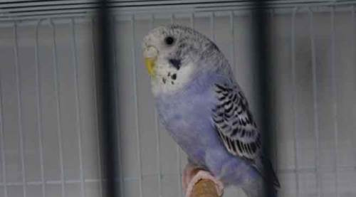 Deprem sonrasında bu kuşun satışları patladı!