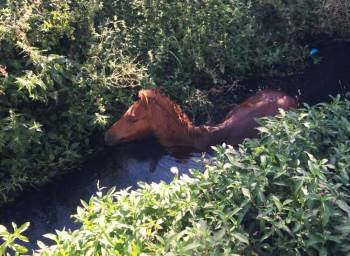 Dere Yatağına Düşen Atı İtfaiye Kurtardı
