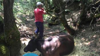 Dere Yatağına Düşen İnek Saatlerce Kurtarılmayı Bekledi
