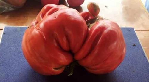 Dev domates görenleri şok ediyor! Ağırlığı tam...