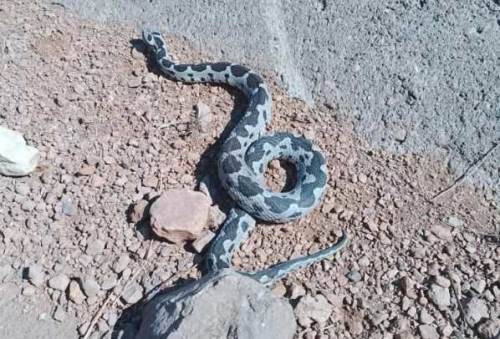 Dev engerek yılanını görenler şaşkına döndü