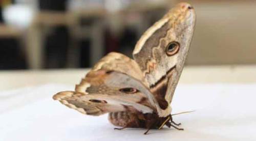 Dev kelebek görenleri şaşırttı!