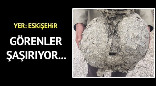Dev yaban arısı yuvası görenleri şaşırtıyor