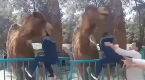 Deveye fazla yaklaştı, canından oluyordu!