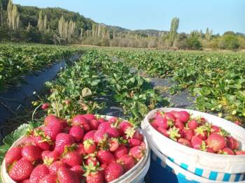 Devlet Desteği İle Dikilen Çilekler Ürün Verdi
