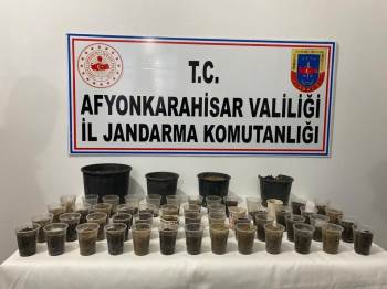 Devriye Gezen Ekipler Çiçek Saksısında Kenevir Buldu
