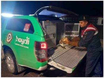 Devriye Gezen Jandarma Ekipleri Yaralı Kızıl Şahin Buldu
