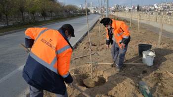 Dikilen Yüzlerce Fidan İle Bilecik İlkbahara Hazırlanıyor
