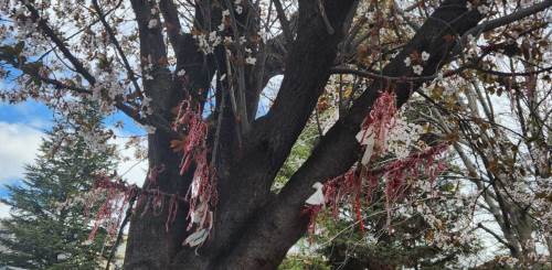 Dileği olanlar buraya: İşte Eskişehir'deki Marteniçka ağacı...